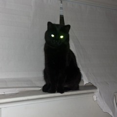 hauntingxo