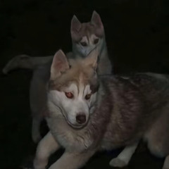 ꧁༺Swaglord228;‘༻꧂