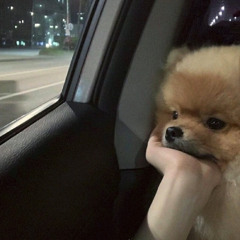 구피