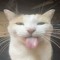 skibkitty