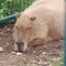 DJ Capybara
