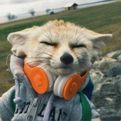 ​🇩​​🇶​