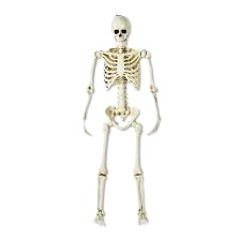 Skellyboi