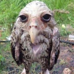 kanker snelle bosuil