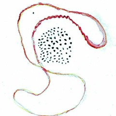 RADIO PIXEL AUX OISEAUX