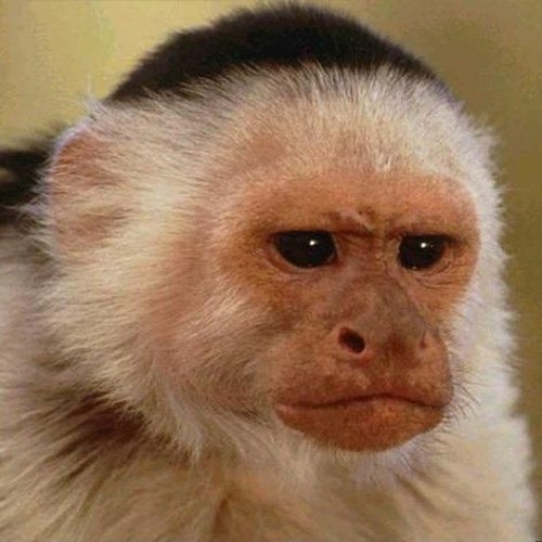 Stream Nova Monkey music | Listen to songs, albums, playlists for free ...