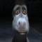 doggie
