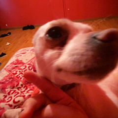 What’s the prob dog
