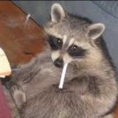 Mapachito Papacito