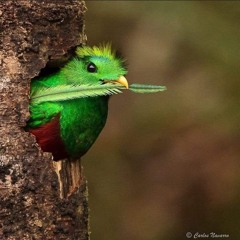 PsyQuetzal