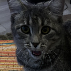 nesti♡