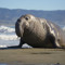 bigpete