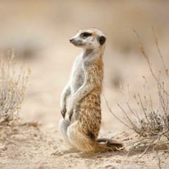 Meercat