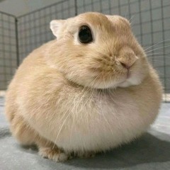 לודג' muerta del miedo