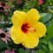 florescent_daisy