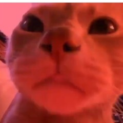 gnappu