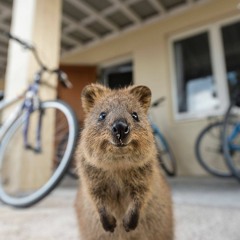 quokka