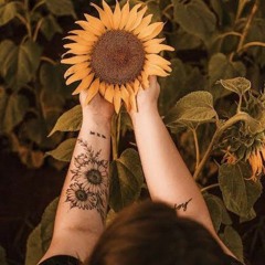 sunflower 🌻