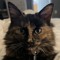 ember