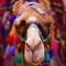 Kamil Camel Czekanowski