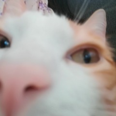 agatha