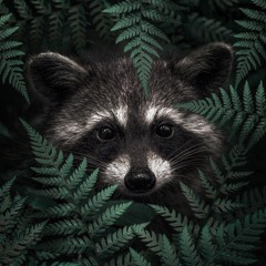 Chilled Raccoon