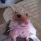 Rattadelsurer