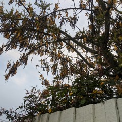 mykalu