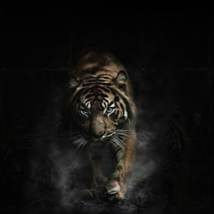 Cristiano Pires (Crs_Pires)