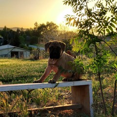 Mastiffs