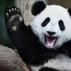 Igloo Panda
