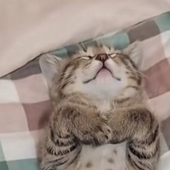 دوحه الشمري
