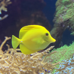 そこらへんの石