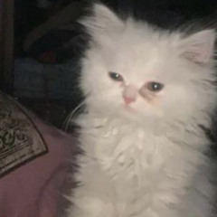 mrmrmrlbs
