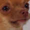 ^SAD_DOG!^