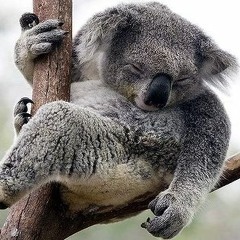 Roasted Koala