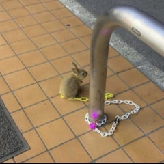 bunny400