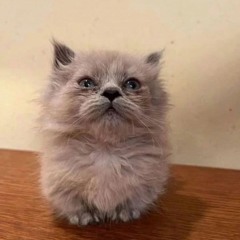 зачем я это делаю все равно же никто не послушает