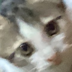 sebtorious