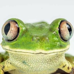 imafrog