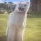 Sassy llama