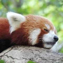 Panda Red