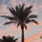 نخلة
