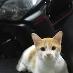 Thanh Thảo