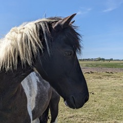Gioia🐎🐎