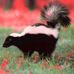 グッドタイムズ