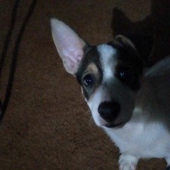 Ace my loved one