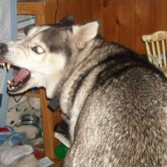 Nonsense Speedeaten (Артем Абсурдный)