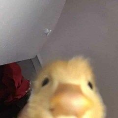 imtheduck_