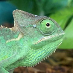 Jinsei Goto (LizardThing)